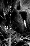 ancient spirit.gif (88622 bytes)